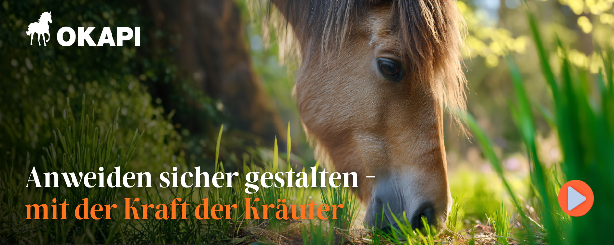 Pferd grast auf frischer Fr&uuml;hlingsweide &ndash; OKAPI Anweiden sicher gestalten mit der Kraft der Kr&auml;uter