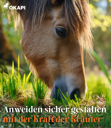 Pferd grast auf frischer Fr&uuml;hlingsweide &ndash; OKAPI Anweiden sicher gestalten mit der Kraft der Kr&auml;uter