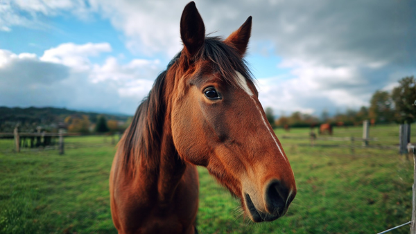 Pferd auf der Weide genießt Teepferdchen Kräutertee – natürliche Futterergänzung für gesunde und glückliche Pferde